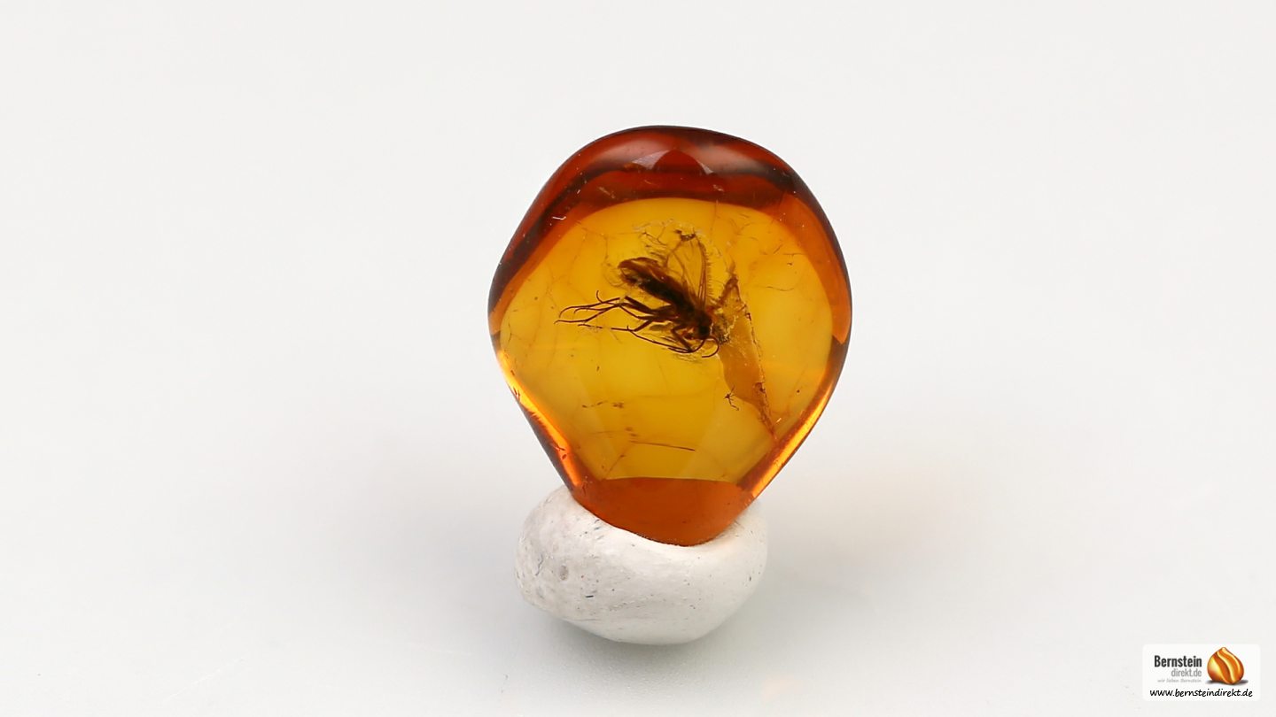 Mücke als Inkluse, Mücke als Einschluss im Baltischen Bernstein